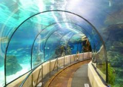 Gyovany&#039;s Champions