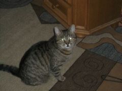 Campionatu  Prietenilor  Sezonu 3