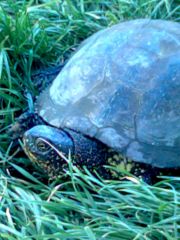 Campionatul .assassin,ed 7