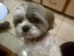 CAMPIONAT   3,5 STELE PRIMA EDITIE