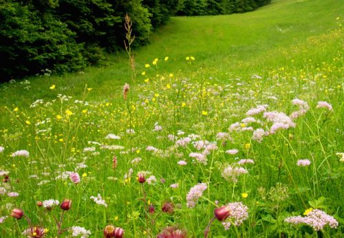 V-ati facut planurile pentru vacanta de vara ? V-ati facut planurile pentru vacanta de vara ?